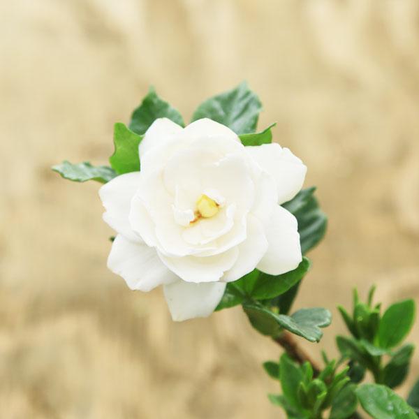 苗：クチナシ 八重咲き 2.5号*くちなし 梔子 : 遊恵盆栽 Yahoo!店