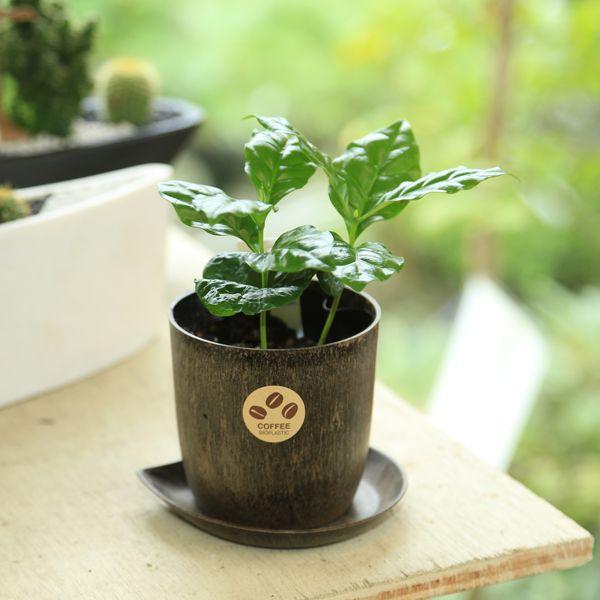 観葉植物：コーヒーの木（コーヒーノキ）*コーヒー鉢カバー・受け皿付