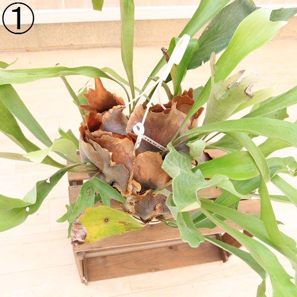 観葉植物 おしゃれ：コウモリラン ビカクシダ ビフルカツム*大 吊り