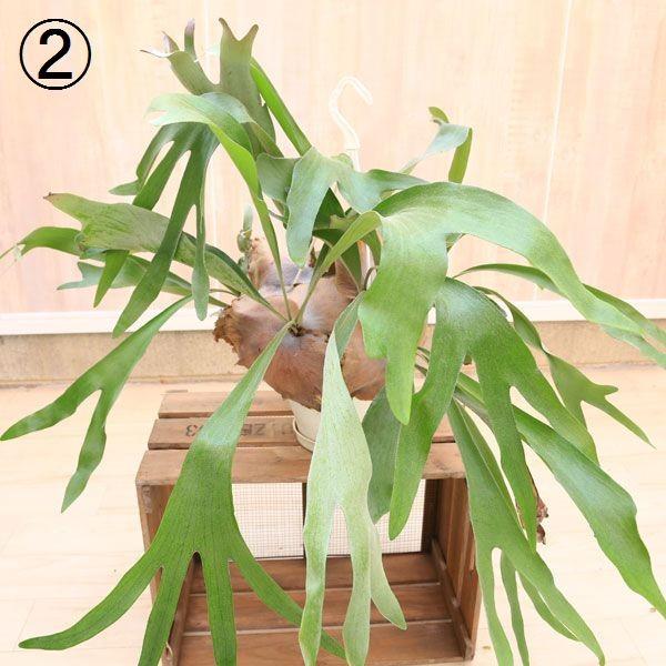 【現品】コウモリラン/ビカクシダ・ビフルカツム（大）吊り下げ（1） 観葉植物 おしゃれ：コウモリラン ビカクシダ ビフルカツム*大