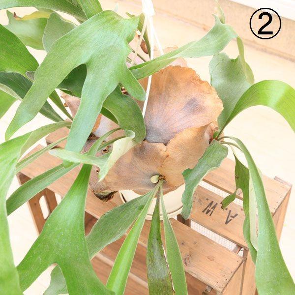 【現品】コウモリラン/ビカクシダ・ビフルカツム（大）吊り下げ（1） 観葉植物 おしゃれ：コウモリラン ビカクシダ ビフルカツム*大