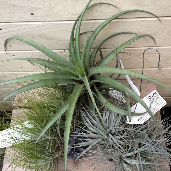 希少植物：エアープランツ（チランジア）*フレクスオーサ（特大