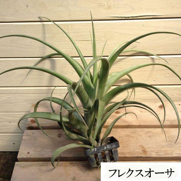 希少植物：エアープランツ（チランジア）*フレクスオーサ（特大