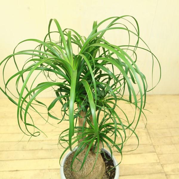 観葉植物 ポニーテール トックリラン ノリナ クロエポット 大型便配送 F16 遊恵盆栽 Yahoo 店 通販 Yahoo ショッピング