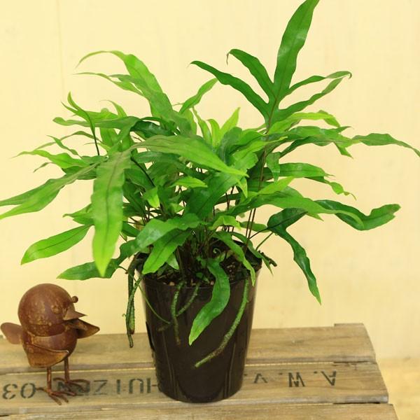 観葉植物：シダ植物 ミクロソリウム ディベルシフォリウム*カンガルー
