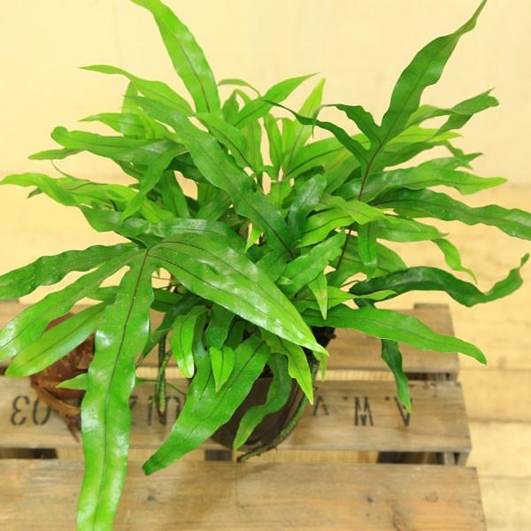 観葉植物：シダ植物 ミクロソリウム ディベルシフォリウム*カンガルー
