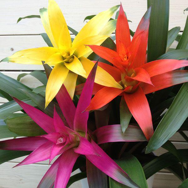 観葉植物：グズマニア オスタラ 3本立ち*(鉢色選べます) (受け皿付