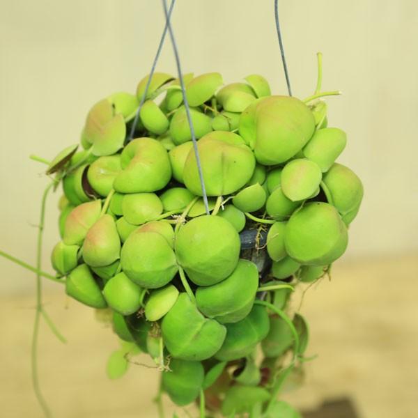 観葉植物：ディスキディア ミルネイ* : 遊恵盆栽 Yahoo!店 - 通販