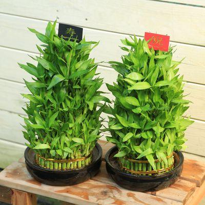 お祝い用 観葉植物 開運竹5段重ね 陶器鉢 祝or寿 F1801 遊恵盆栽 Yahoo 店 通販 Yahoo ショッピング