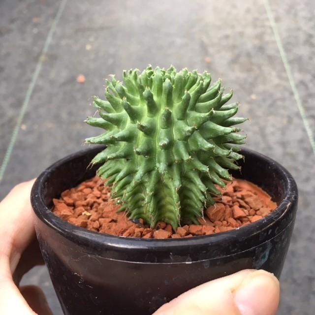 多肉植物 ドラゴンボール ユーフォルビア スザンナエ 瑠璃晃 ルリコウ F11 遊恵盆栽 Yahoo 店 通販 Yahoo ショッピング