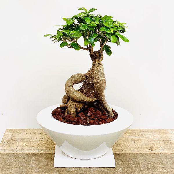 がじゅまる 花 ガーデニング 観葉植物 ガジュマル 陶器鉢あすか 観葉植物 受皿付 受皿付