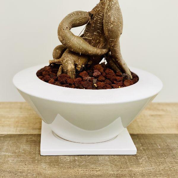 イマン　マリカ　アミナ　コラージュ置物 がじゅまる 観葉植物：ガジュマル*陶器鉢あすか 受皿付 : 遊恵