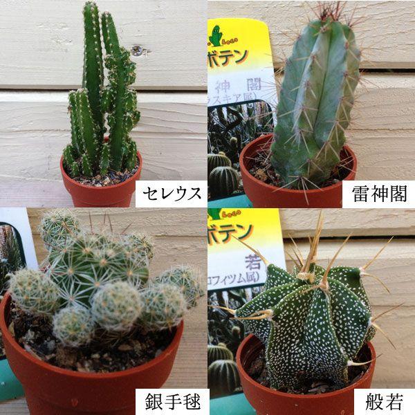 お得セット：手のひらサイズでキュートなミニミニサボテン*(11