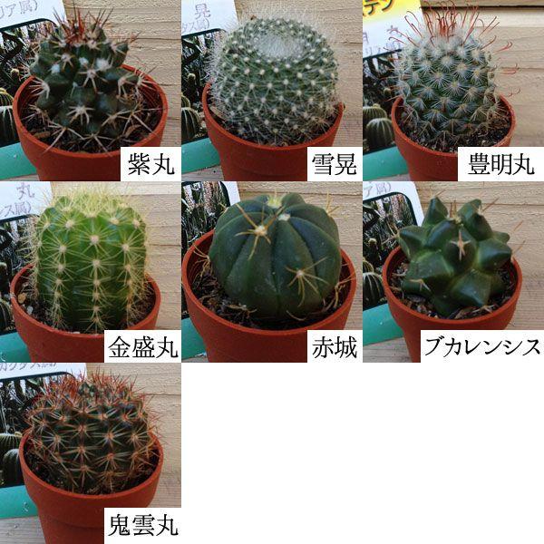 手のひらサイズ サボテンセット お得セット：手のひらサイズでキュートなミニミニサボテン*(11