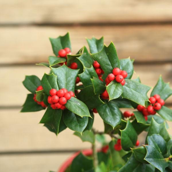 観葉植物 おしゃれ 鉢植え セイヨウヒイラギ クリスマスホーリー 苔付 陶器鉢レッド F1906 H 遊恵盆栽 Yahoo 店 通販 Yahoo ショッピング