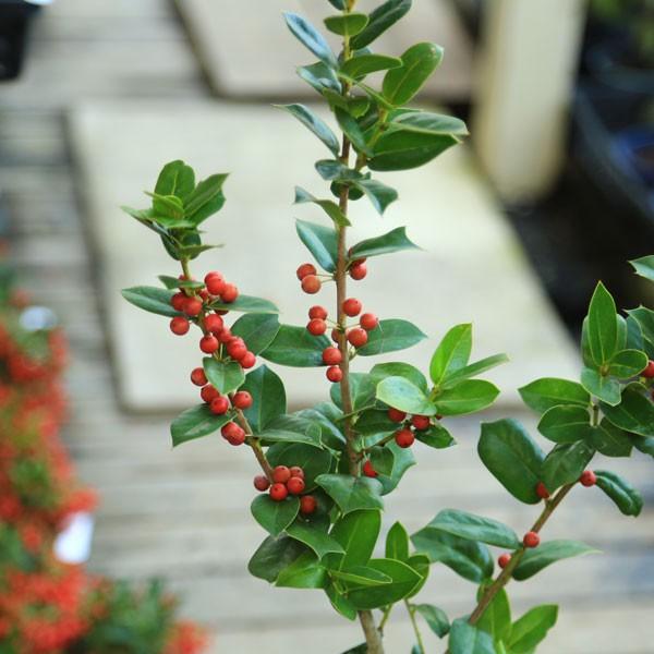 観葉植物 おしゃれ 鉢植え セイヨウヒイラギ クリスマスホーリー 苔付 陶器鉢レッド F1906 H 遊恵盆栽 Yahoo 店 通販 Yahoo ショッピング