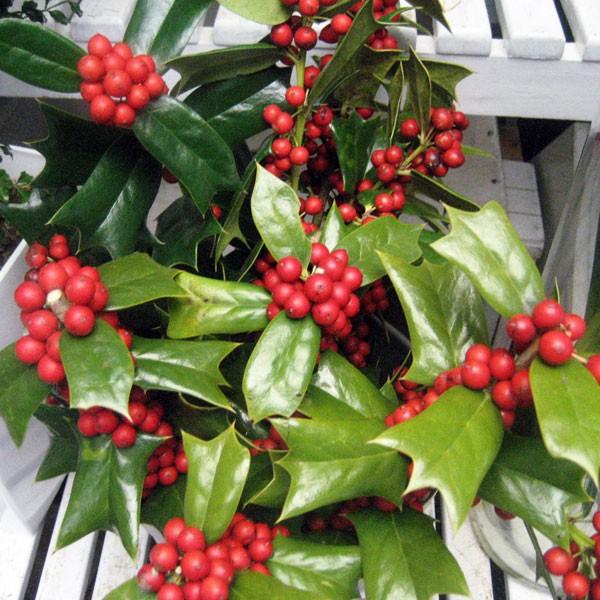冬になると真っ赤な実に成ります：クリスマスホーリー*(セイヨウ