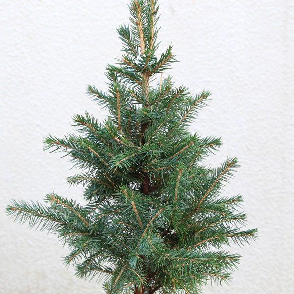 モミの木と並ぶX'masの定番ツリー ：ドイツトウヒ “ノルウェー