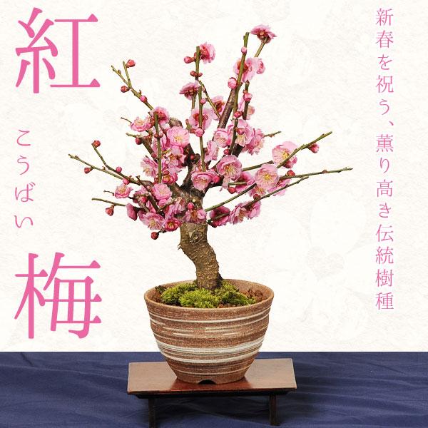 小品盆栽：紅梅（信楽焼刷毛目鉢）* （2026年開花終了）令和 万葉集
