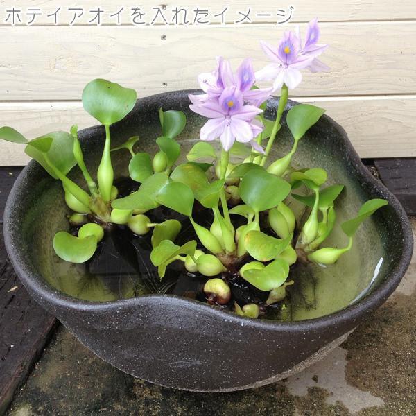 雑貨 はす鉢・めだか鉢にも：信楽焼 睡蓮鉢（すいれんばち） (15号ふち