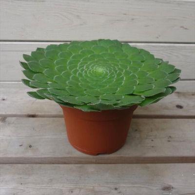 多肉植物アエオニウム 多肉植物♡アエオニウム♡優しい彩り❤7頭♪粉玉錦（抜き苗、微