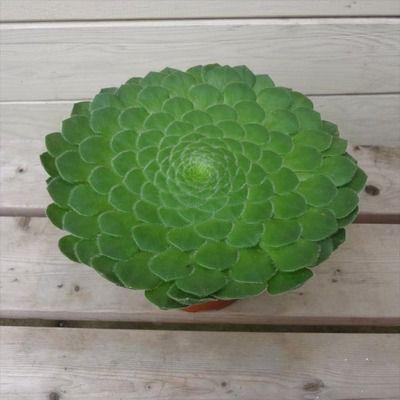 希少 多肉植物：アエオニウム