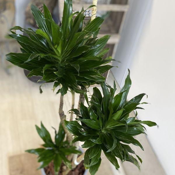 観葉植物：ドラセナ コンパクタ ジャネットクレイガイ* 現品 大型