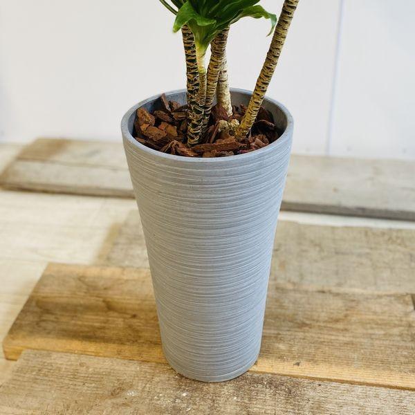 観葉植物：ドラセナ コンパクタ ジャネットクレイガイ* 現品 大型