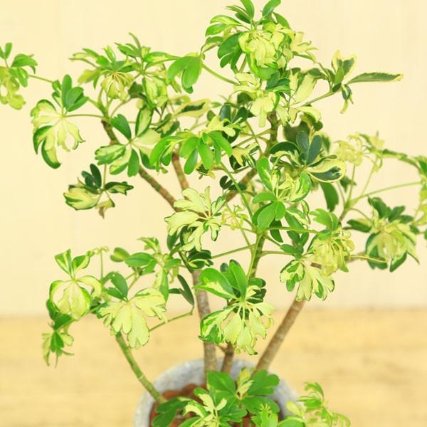 観葉植物：シェフレラ ジャネイ*ロゼッタトールL 受皿付 バークチップ