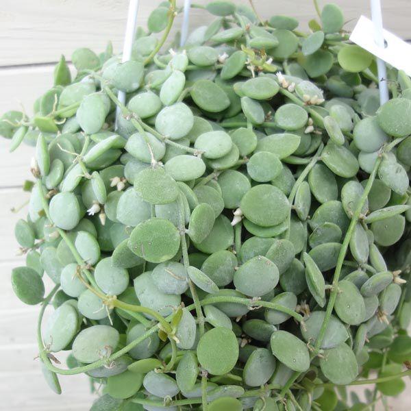 観葉植物：ディスキディア “ヌンムラリア”*吊り鉢 : 遊恵盆栽 Yahoo!店