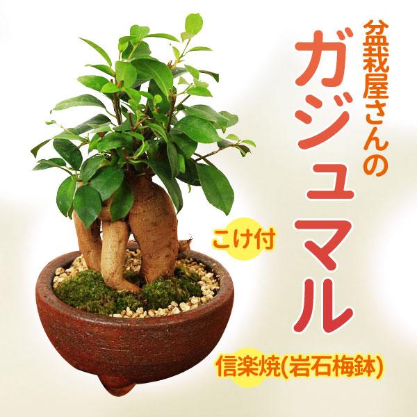 がじゅまる インテリア盆栽： ガジュマル　多幸の樹　信楽焼岩石梅鉢*苔と砂付き 鉢植え  誕生日御祝bonsai（Yahoo!・遊恵盆栽　Yahoo!店）
