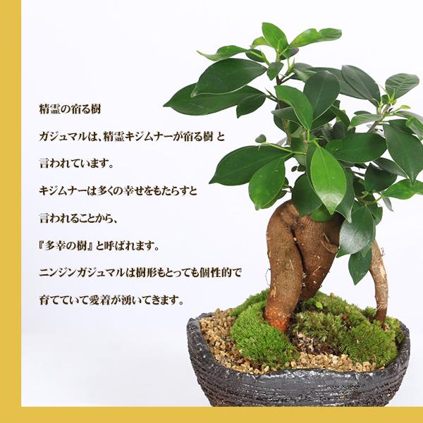遅れてごめんね敬老の日ギフトにも がじゅまる インテリア盆栽