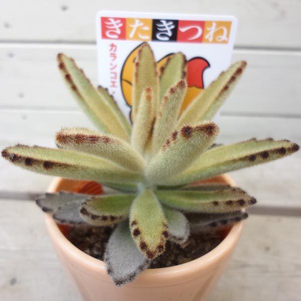 多肉植物：カランコエ 孫悟空orキタキツネ : 遊恵盆栽 Yahoo!店 - 通販
