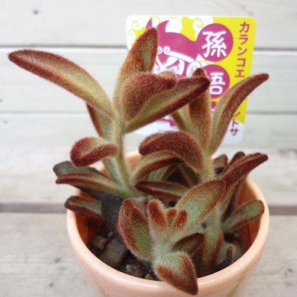 多肉植物：カランコエ 孫悟空orキタキツネ : 遊恵盆栽 Yahoo!店 - 通販