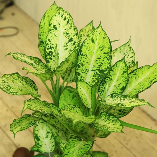 観葉植物：デヘン コンパクタ*ディフェンバキア : 遊恵盆栽 Yahoo!店