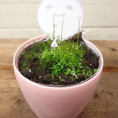 観葉植物 おしゃれ 食虫植物 ウサギゴケ F2329 遊恵盆栽 Yahoo 店 通販 Yahoo ショッピング