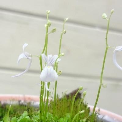 観葉植物 おしゃれ 食虫植物 ウサギゴケ F2329 遊恵盆栽 Yahoo 店 通販 Yahoo ショッピング