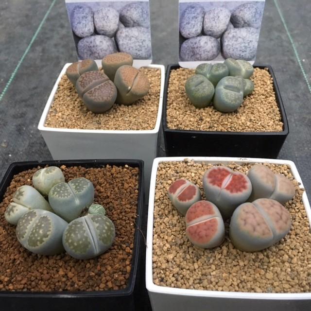 多肉植物：リトープス*品種おまかせになります : 遊恵盆栽 Yahoo!店