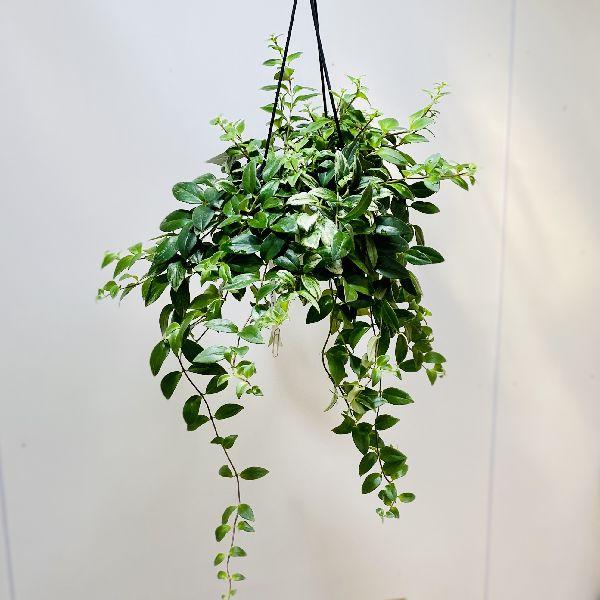 大流行中 観葉植物 おしゃれ 斑入りエスキナンサス 吊り鉢 超特価激安 Zoetalentsolutions Com