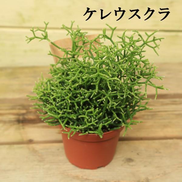 サボテン 多肉植物 観葉植物：リプサリス各種*（品種選べます