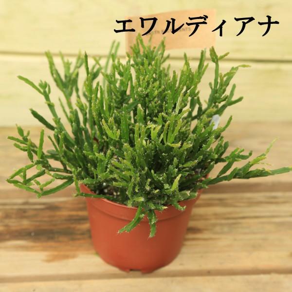 リプサリスサルコイアシ　抜き苗サボテン リプサリス ハティオラ 猿恋葦（サルコイアシ）抜き苗、メルカリ