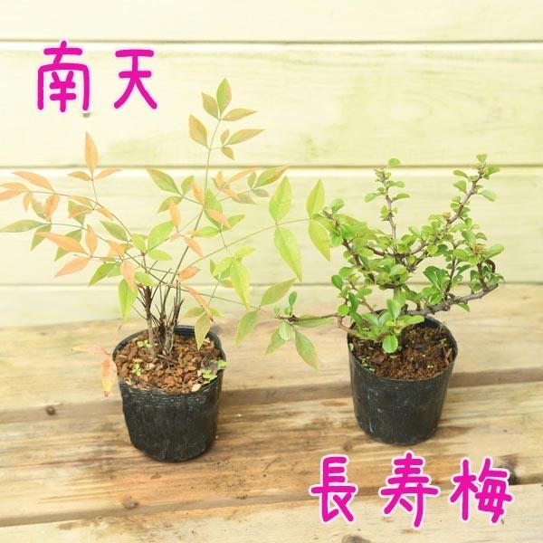 苔玉つくろう：苔玉手作りスターターセット*草花2ポット＋苔玉キット