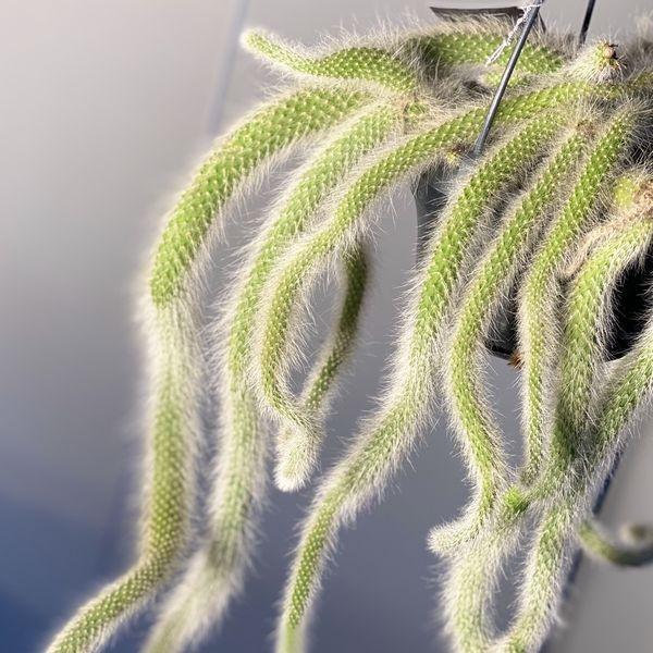 観葉植物 おしゃれ 希少種 サボテン ヒモサボテン ヒルデウィンテラ Sale F2463 遊恵盆栽 Yahoo 店 通販 Yahoo ショッピング