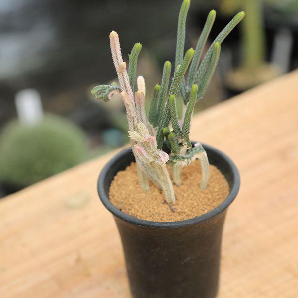 多肉植物：クラッスラ・ムスコサ 青鎖竜錦（せいさりゅうにしき