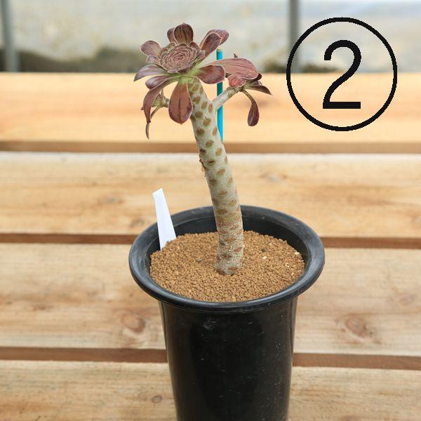 多肉植物：アエオニウム まだら黒法師*現品選べます : 遊恵盆栽 Yahoo