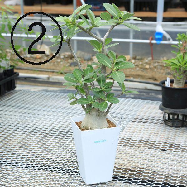 多肉植物：ミニバオバブ アデニウム ソコトラナム*現品選べます : 遊恵