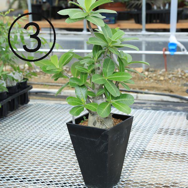 多肉植物 ミニバオバブ アデニウム ソコトラナム 現品選べます F2634 遊恵盆栽 Yahoo 店 通販 Yahoo ショッピング