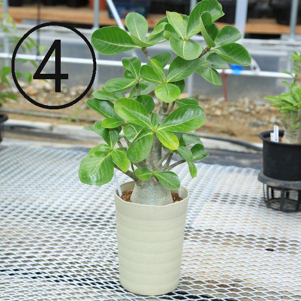 多肉植物 ミニバオバブ アデニウム ソコトラナム 現品選べます F2634 遊恵盆栽 Yahoo 店 通販 Yahoo ショッピング