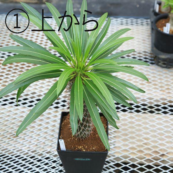 多肉植物:パキポディウム ゲアイー 亜阿相界*現品選べます 多肉植物:パキポディウム ゲアイー 亜阿相界*現品選べます