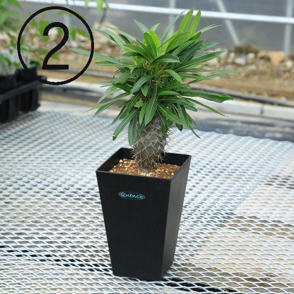 多肉植物:パキポディウム ゲアイー 亜阿相界*現品選べます 多肉植物:パキポディウム ゲアイー 亜阿相界*現品選べます